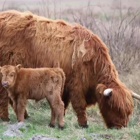 On Texel Near And Forest * De Koog (Texel)