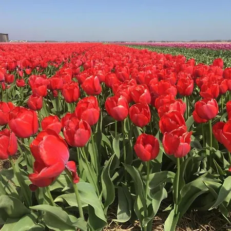 Prázdninový dům On Texel Near And Forest