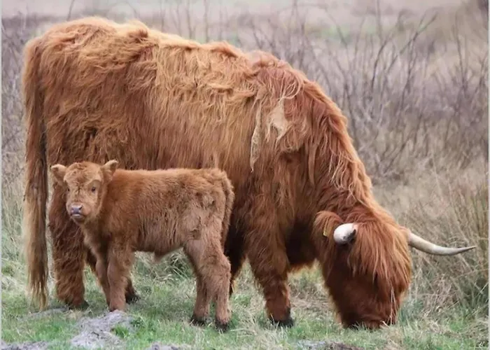 On Texel Near And Forest * De Koog (Texel)