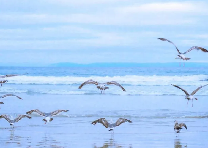 On Texel Near And Forest Vakantiehuis