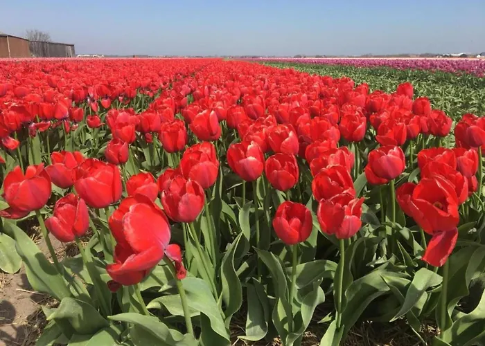 Vakantiehuis On Texel Near And Forest