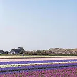 On Texel Near And Forest